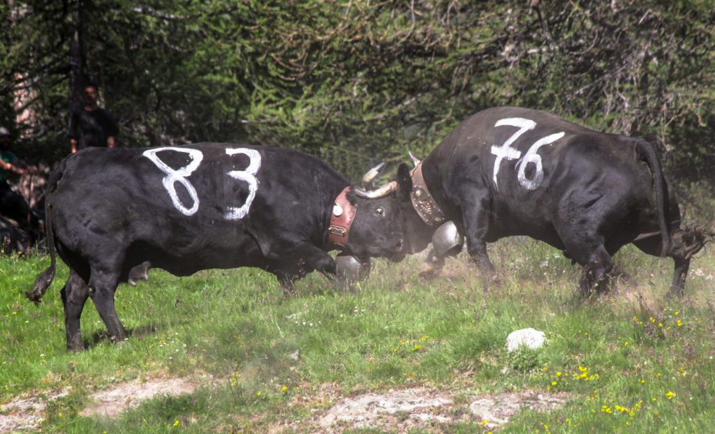 Dann geht es aber gleich richtig zur Sache! Bandit gegen Tonnere.Hinweis: In den Photos wird die Kuh links immer als erste benannt.
